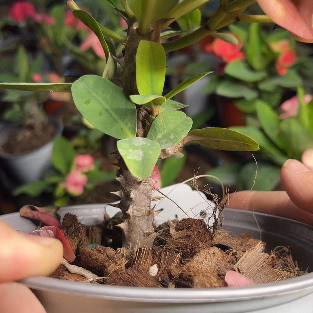 虎刺梅带根-爱的光芒68元