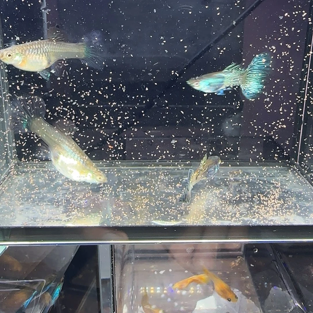 孔雀鱼蓝蕾丝两对