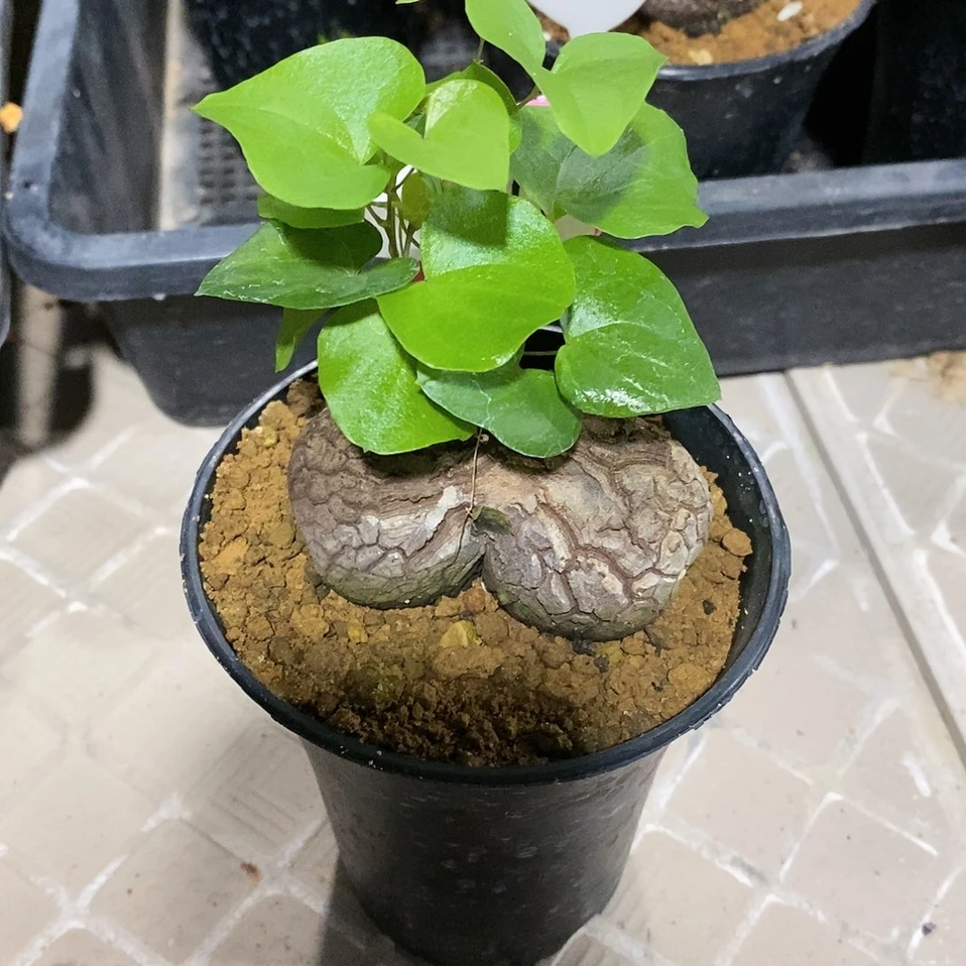 南非龟甲龙龟甲龙