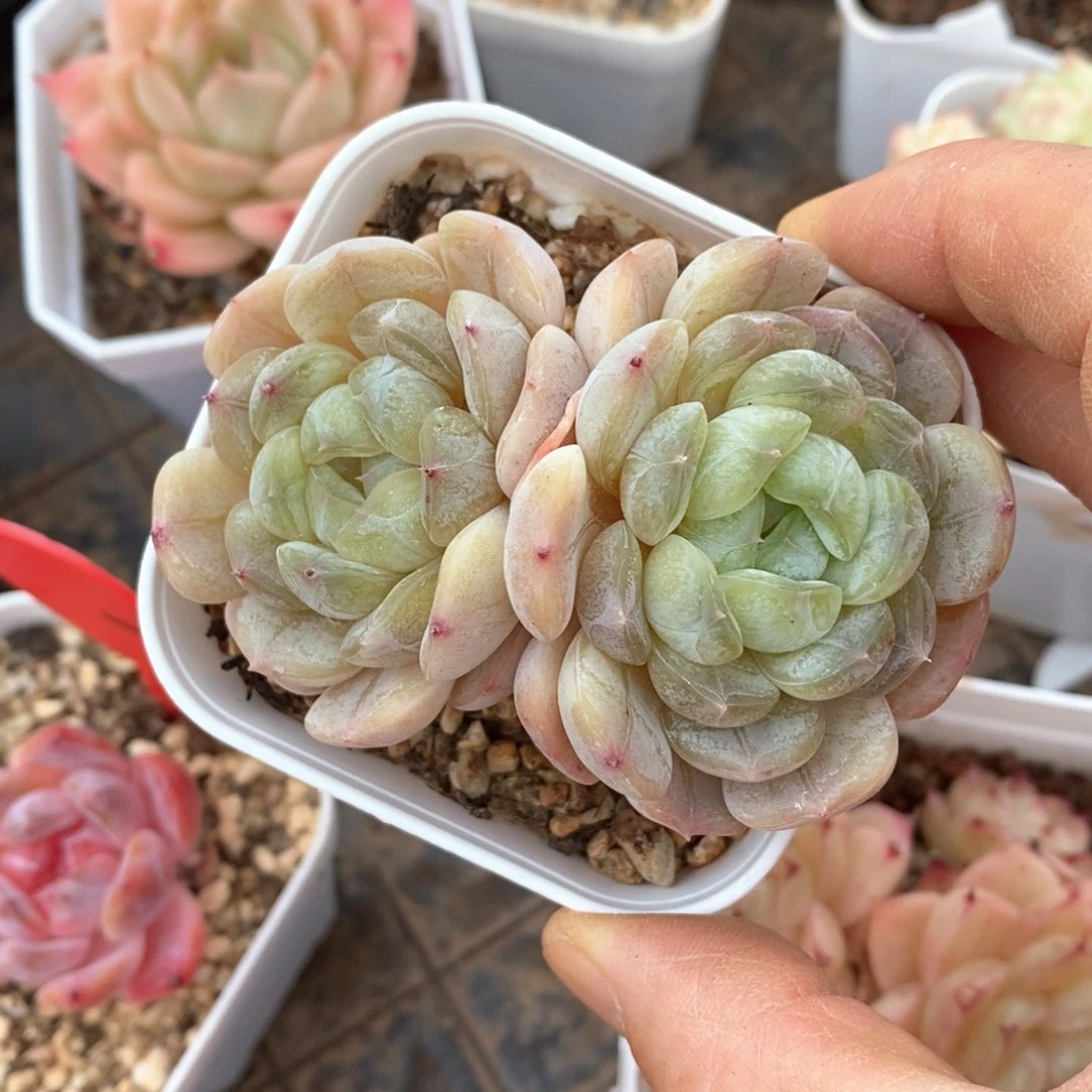 精品多肉一物一拍不包整29