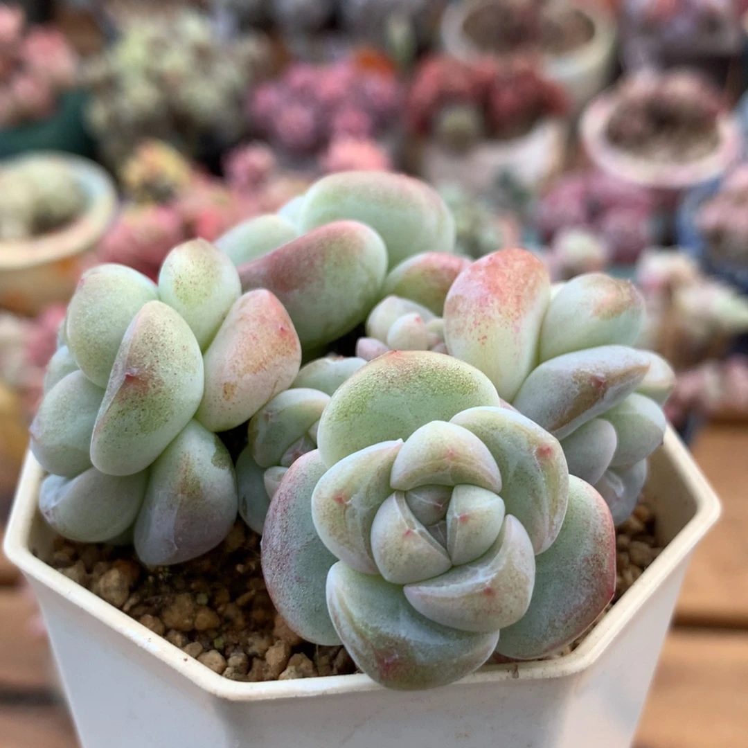 冰玉一物一拍  051