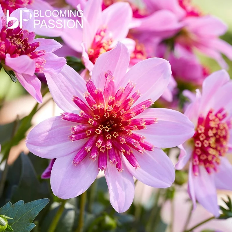 种花王大爷 大丽花盆栽花卉阳台块根庭院种植多年生花卉花期长