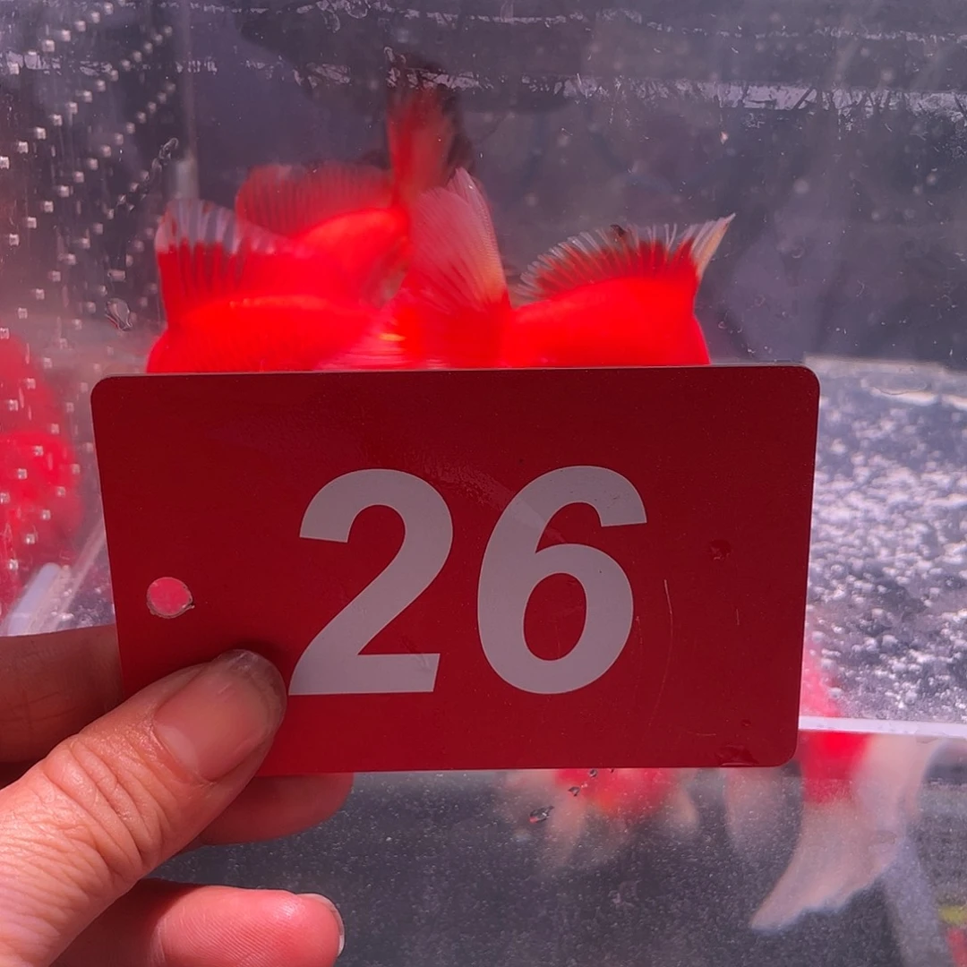 红嘴尖格鱼冷水鱼