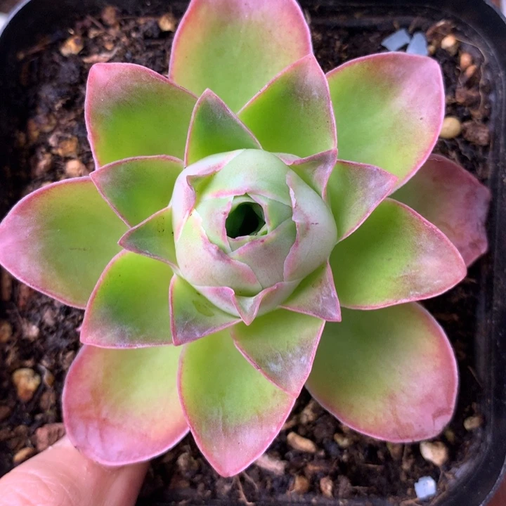 一物一拍星辰金凌561