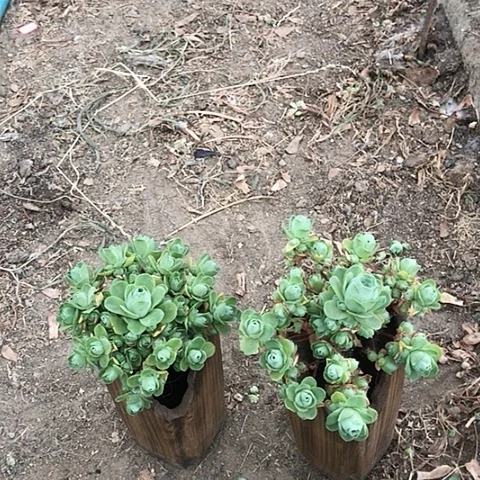 岁**歌山地玫瑰二棵多肉5