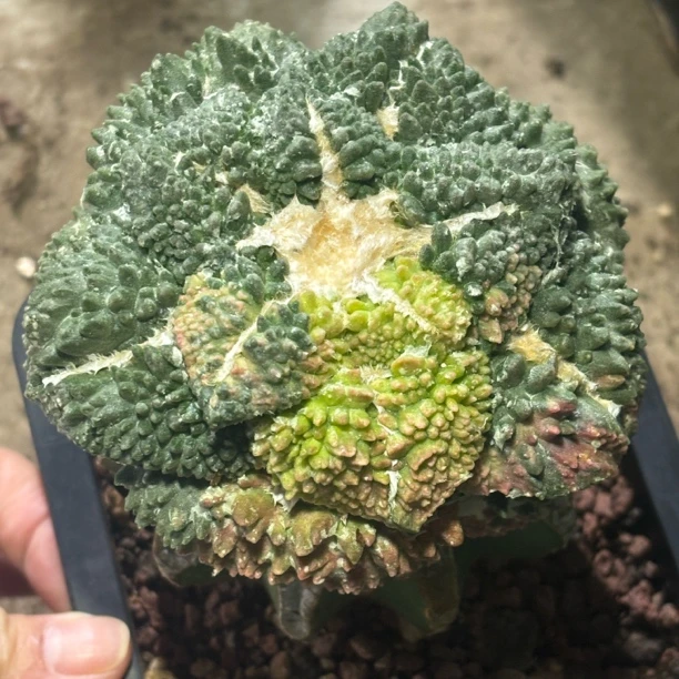 88 可帮落地 哥斯拉锦 仙人球 一物一拍
