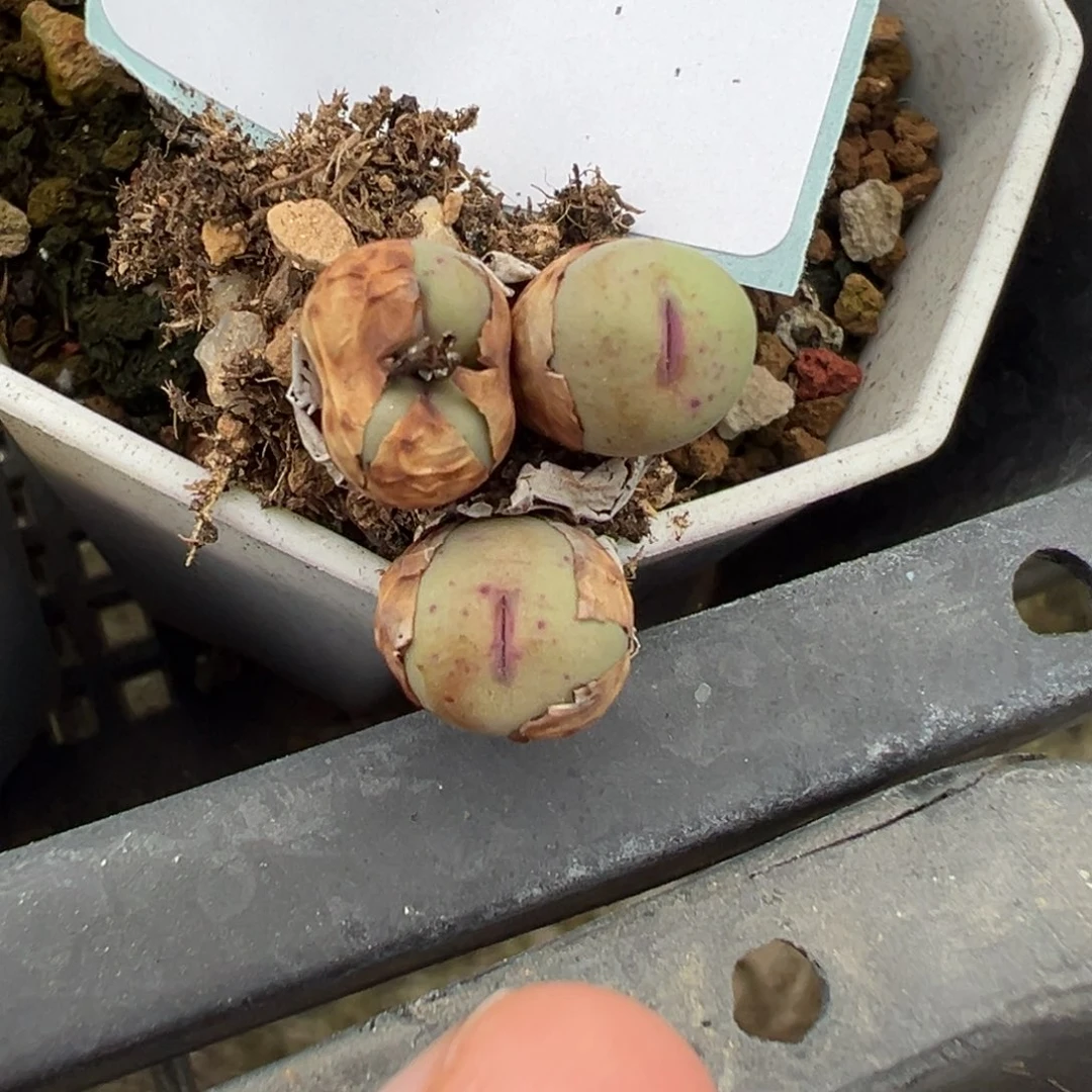 9-177肉锥多肉植物