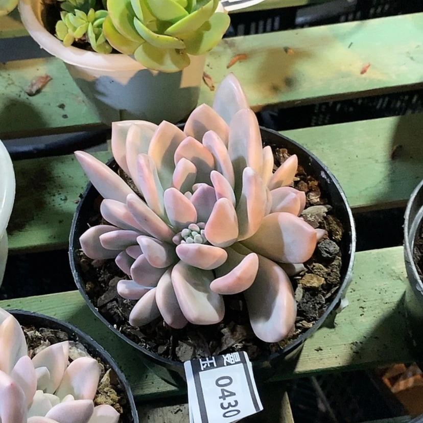 【闪购商品】奥普锦0430