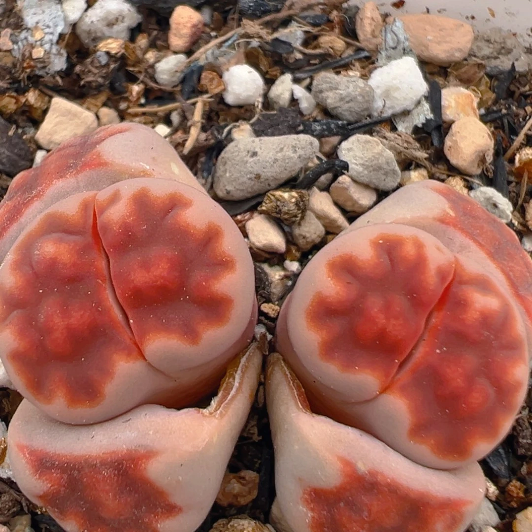 深***觉52多肉植物百科知识