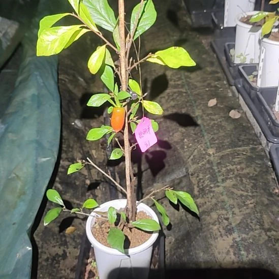 用***0完全开放老鸦柿品种苗