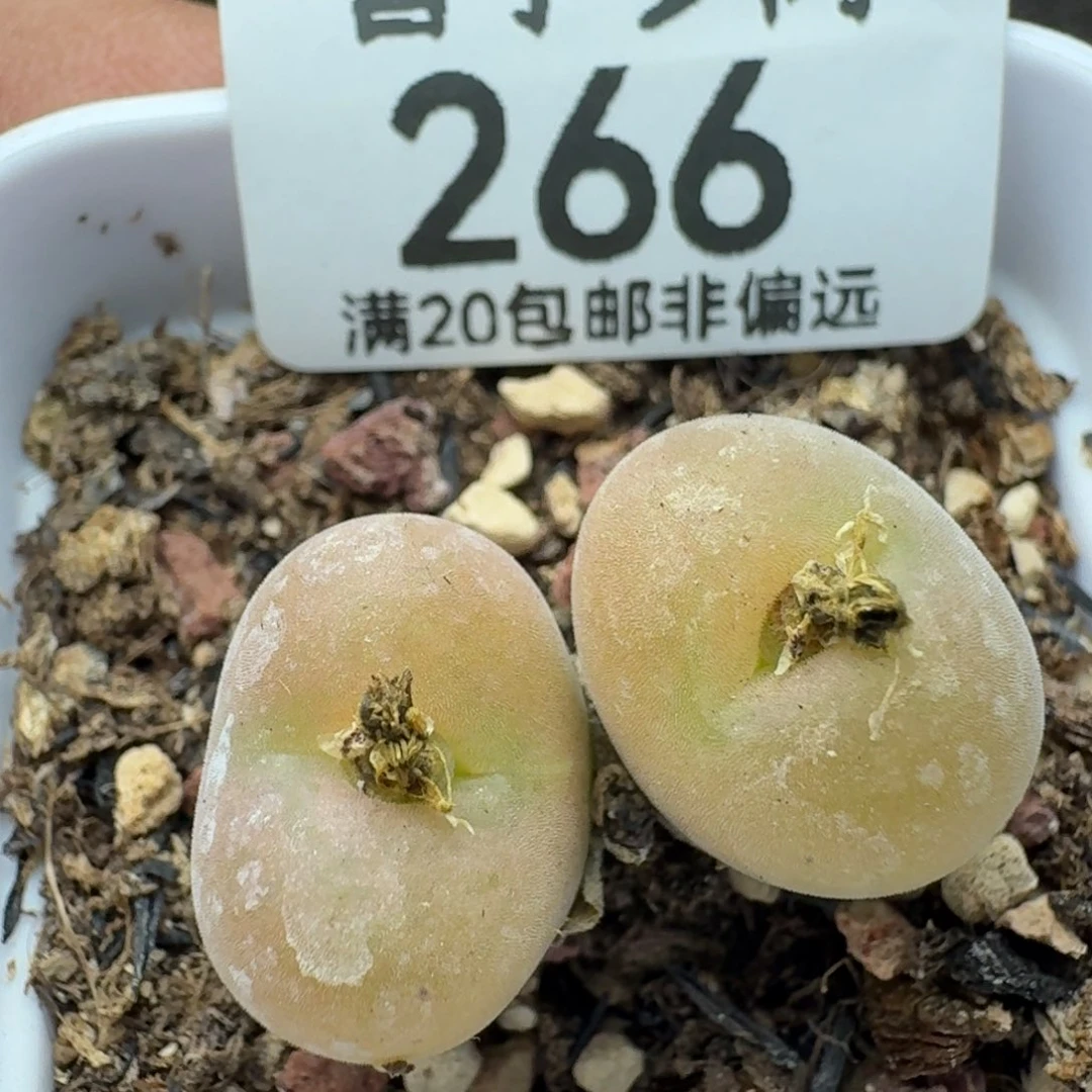 空卡双头。 带盆土。