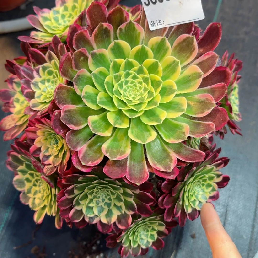 苏****子5888多肉朝霞多肉断枝