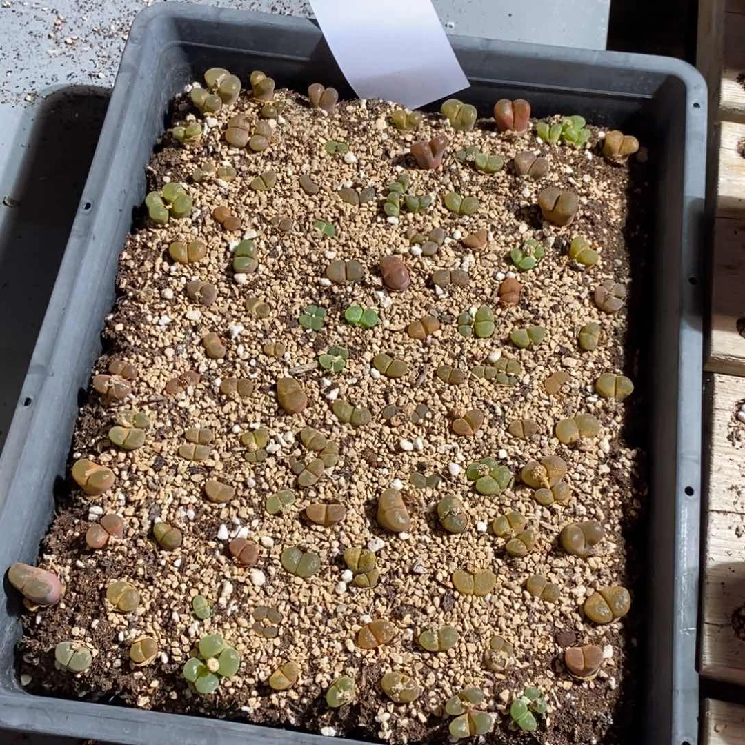 29308。  一筐风铃带筐发。