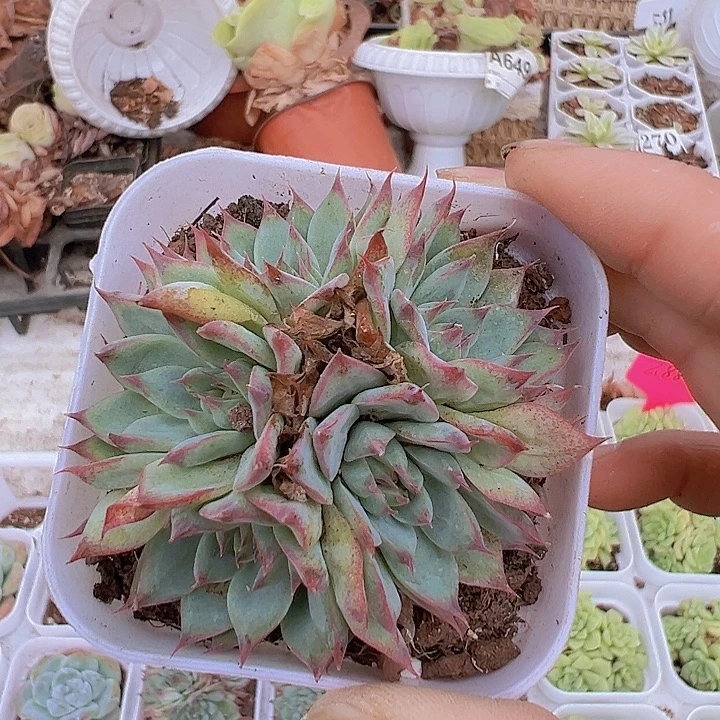 梦瑶群生19包邮多肉