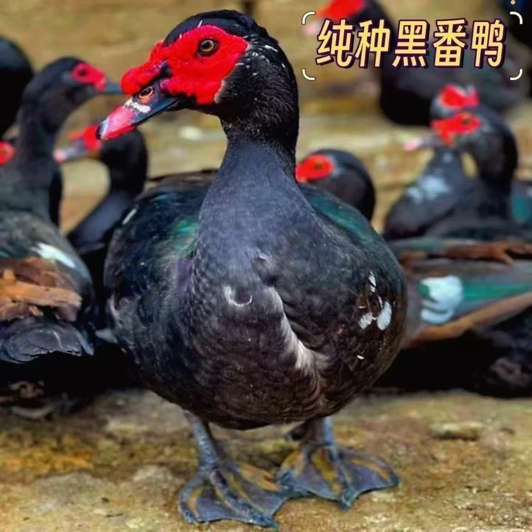 宠物鸭黑番鸭35只（活的包邮）