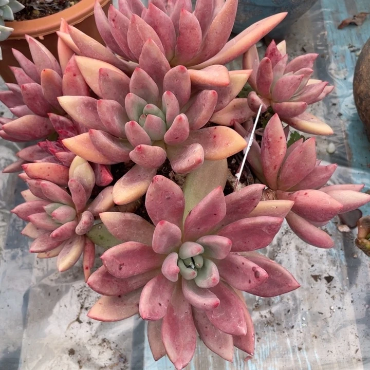 【闪购商品】用****8桃花源2988