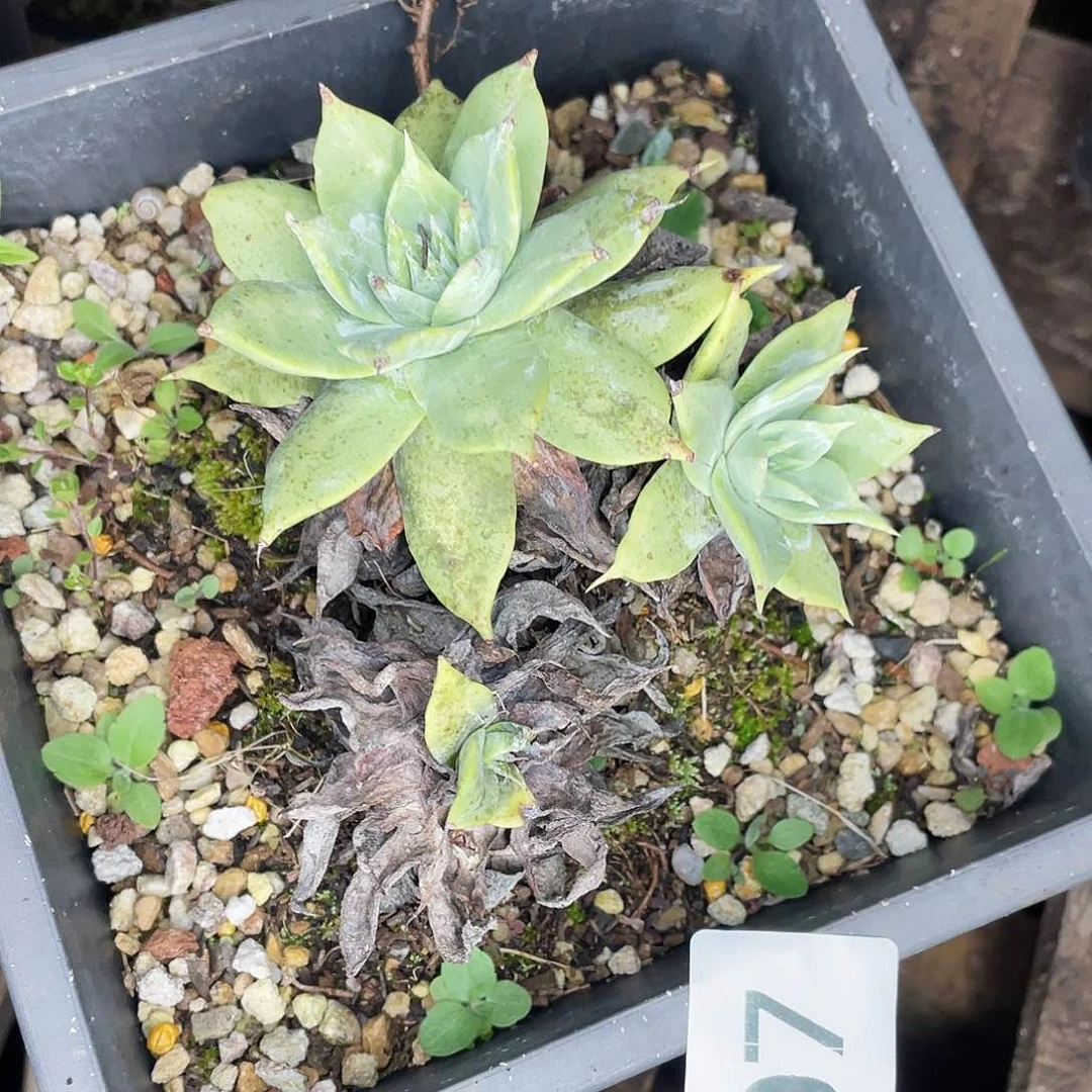 用****8绿体帕翠莎瑕疵特价不售后8707