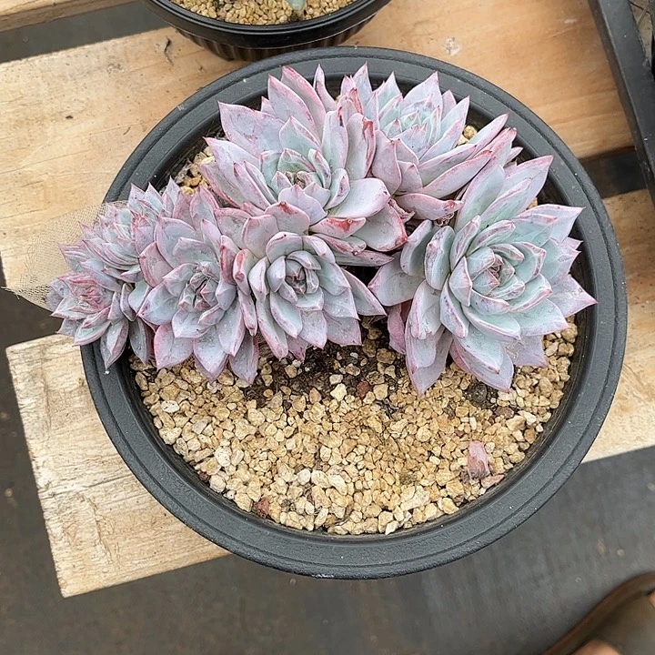 晶***晶多肉植物一物一拍