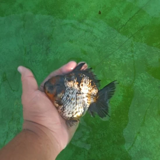 银甲黑麒麟泰狮金鱼