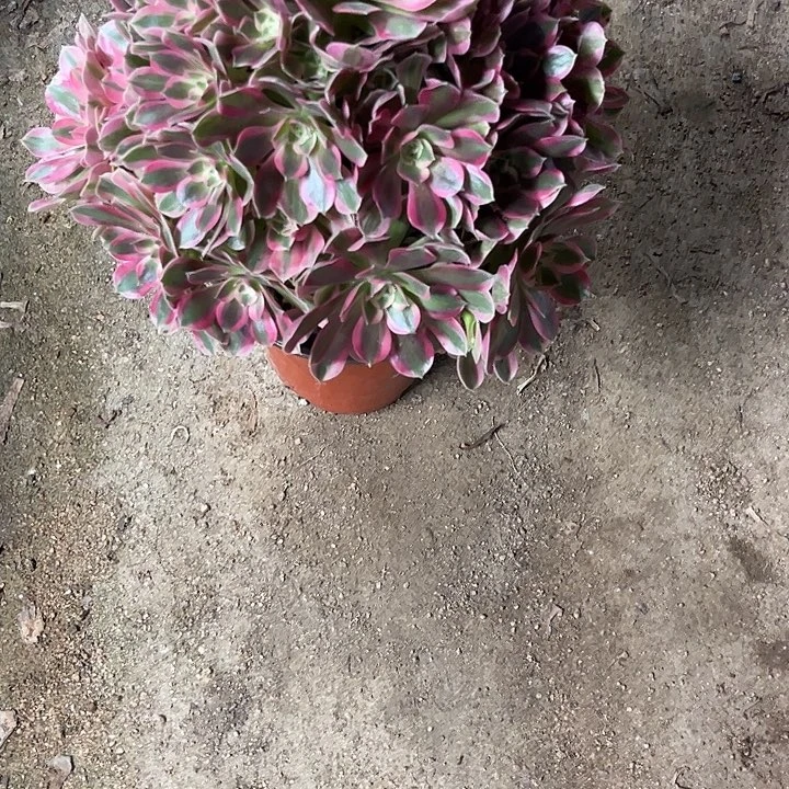 多肉植物妖月…………