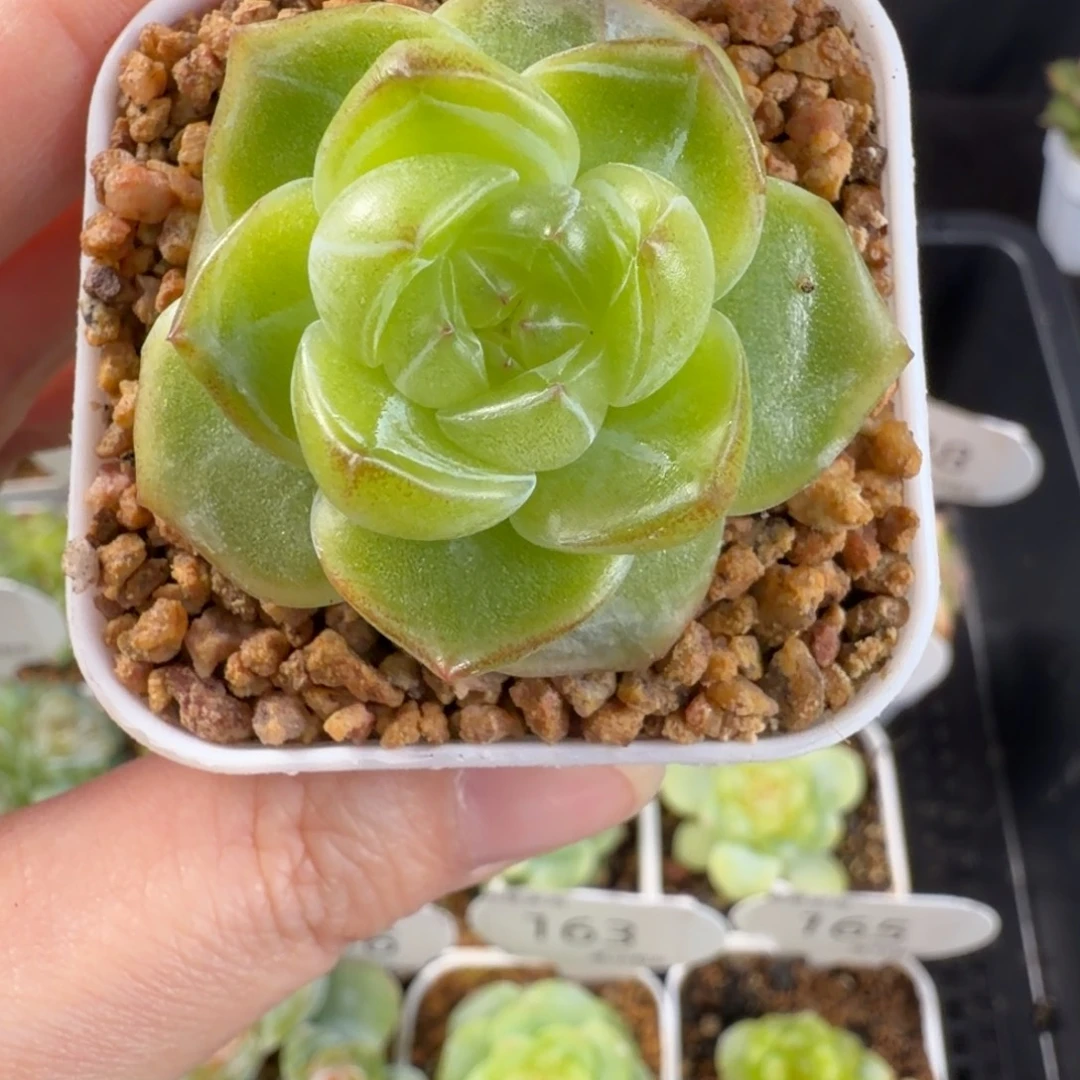 珍妮孤品单头139号一颗