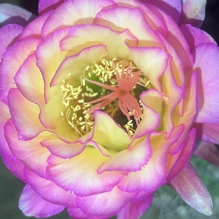 清清苏乞儿根瑕疵有黑点尺寸3厘米