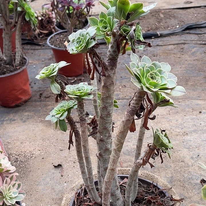 24路法师多肉植物法师