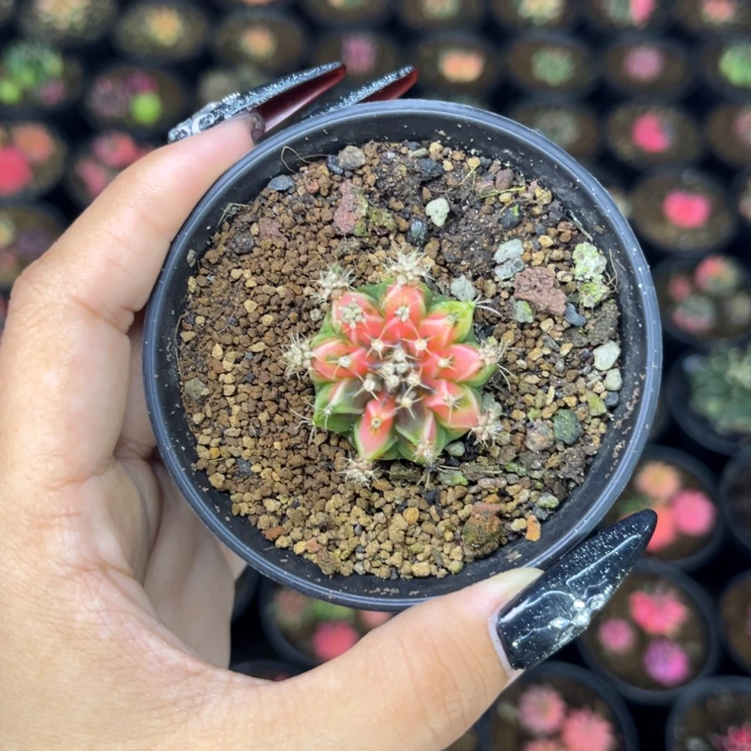 桃子侧牙 带盆土发货福利