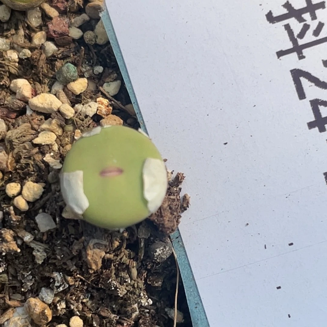 24-127四季常红嘴多肉植物