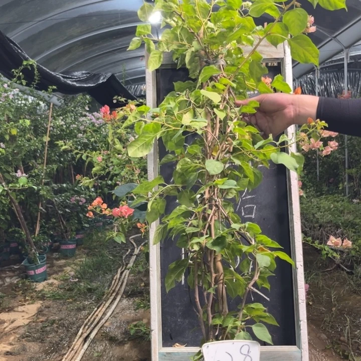 无花朵三角梅三角梅628