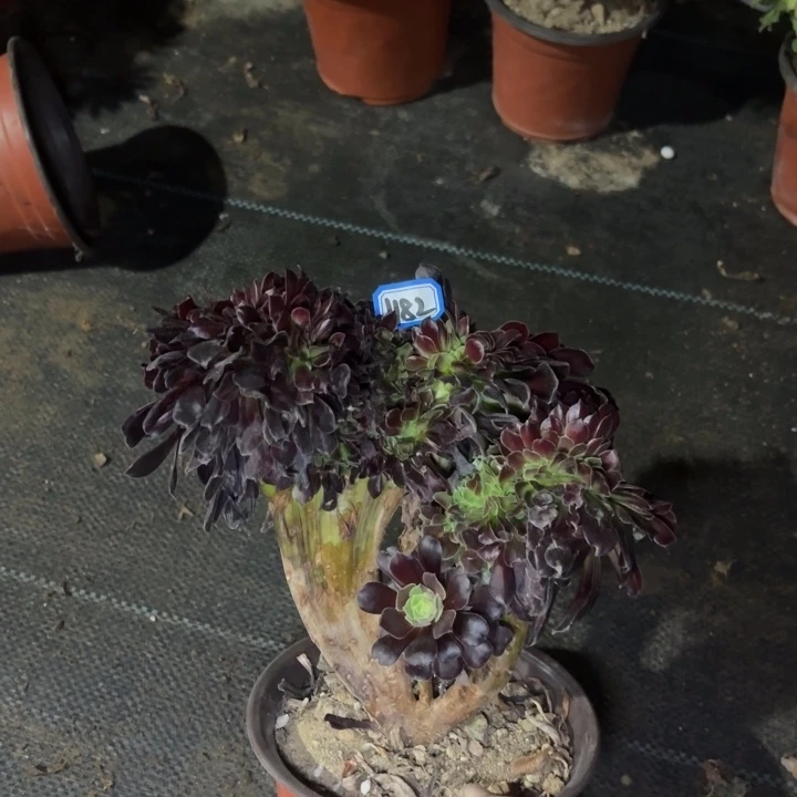 欧若拉缀化1182一物一拍多肉