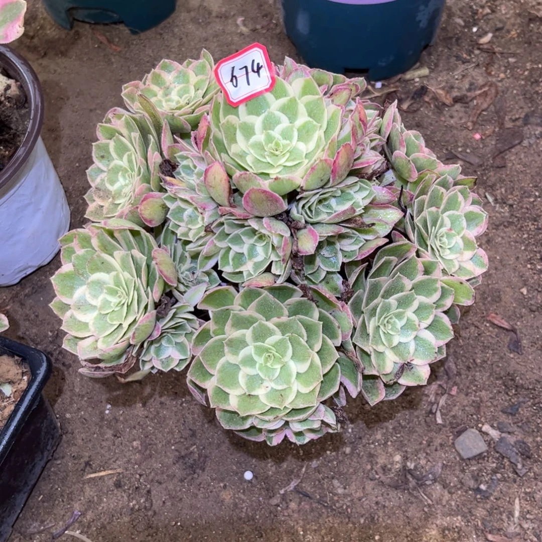 674多肉植物孔雀翎