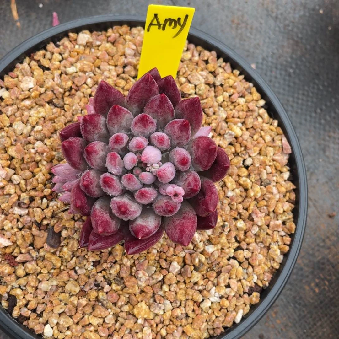 ?****?姐姐说她真的不是一般