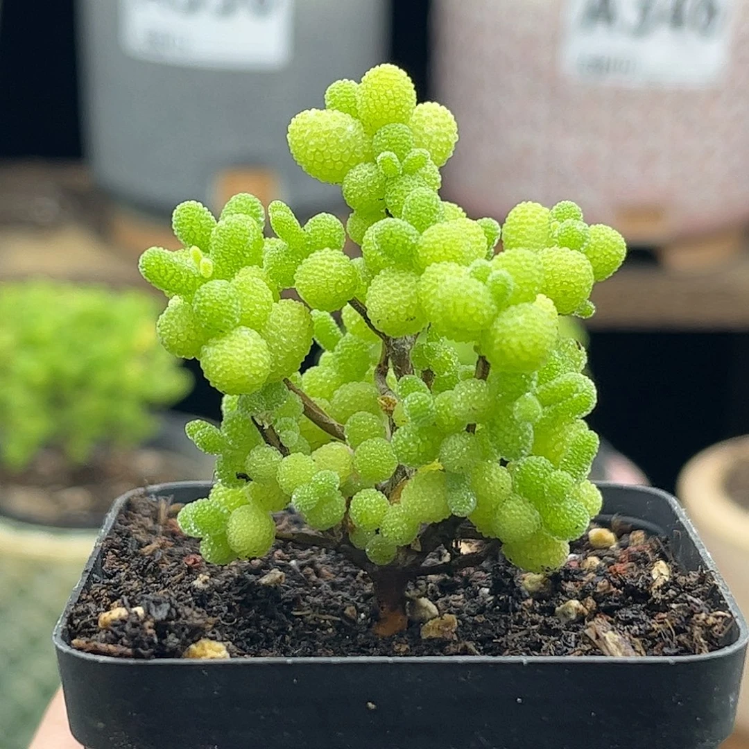 15金桔优选枝干番杏