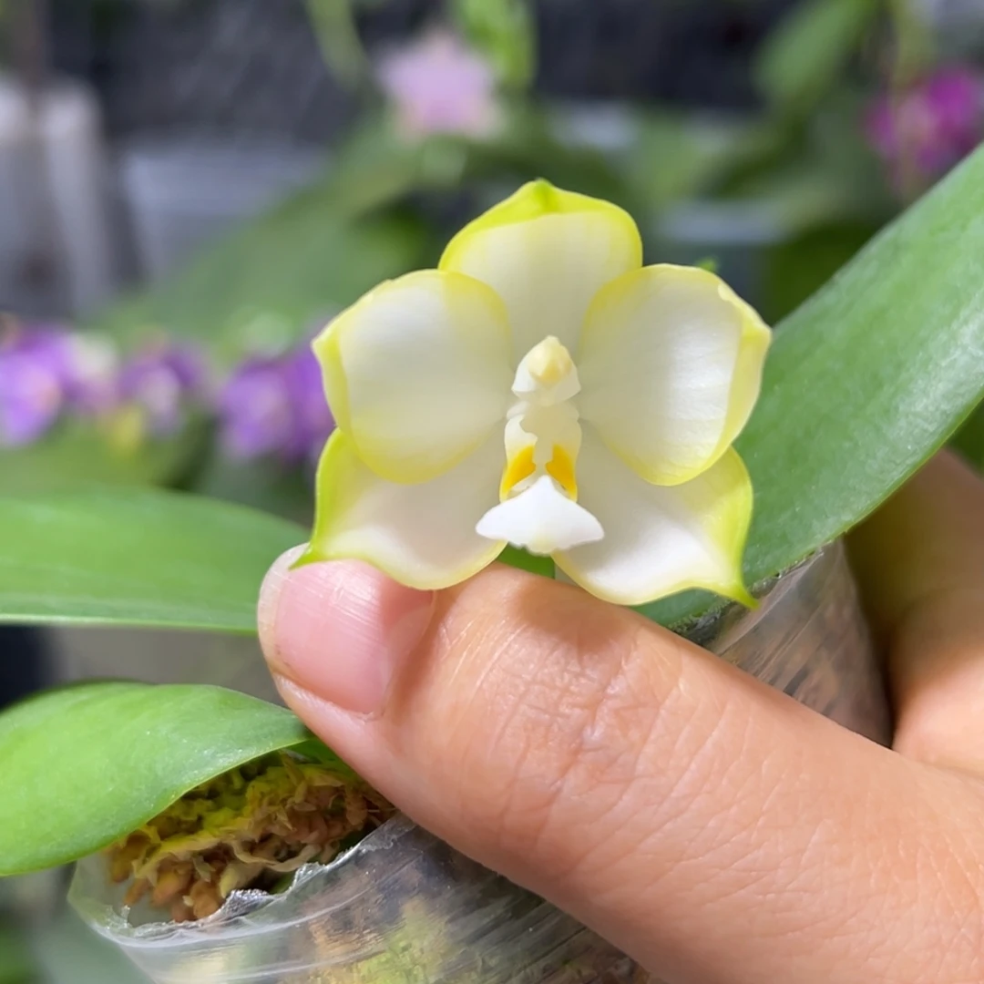 大部分开放少量花苞