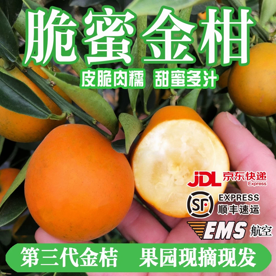 第三代/广西脆蜜金桔金柑纯甜金桔新鲜水果应季水果现摘现发