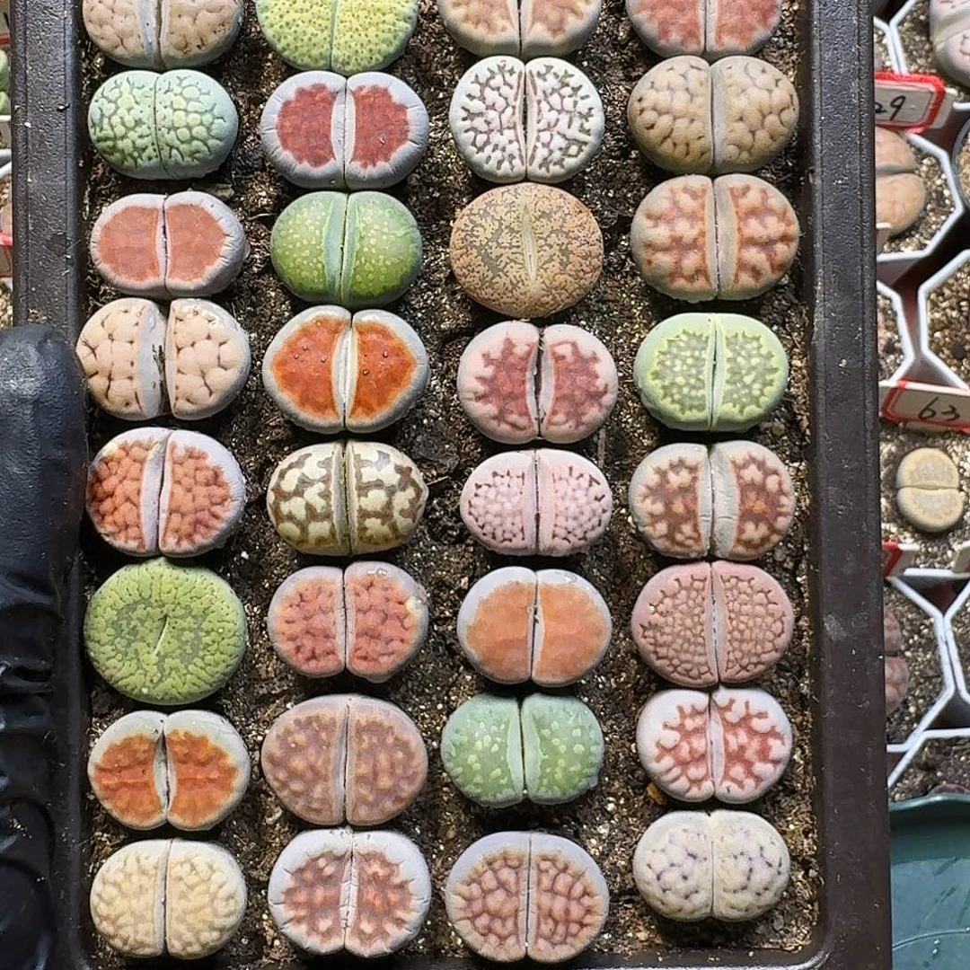 生石花111111。   227