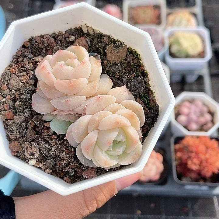 一物一拍满十包邮 101