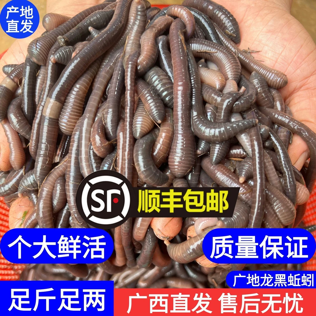鲜活广地龙黑蚯蚓钓鱼万能饵黑坑野钓专用活饵
