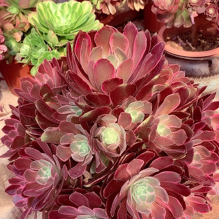 浣纱捧花，多肉植物