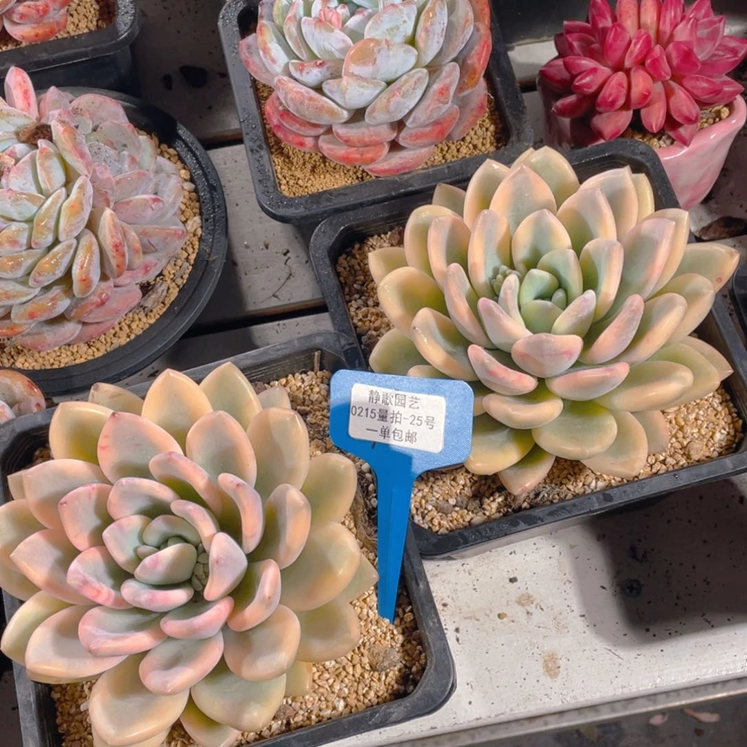 0215-25-奥普琳娜锦超大母本福利一颗