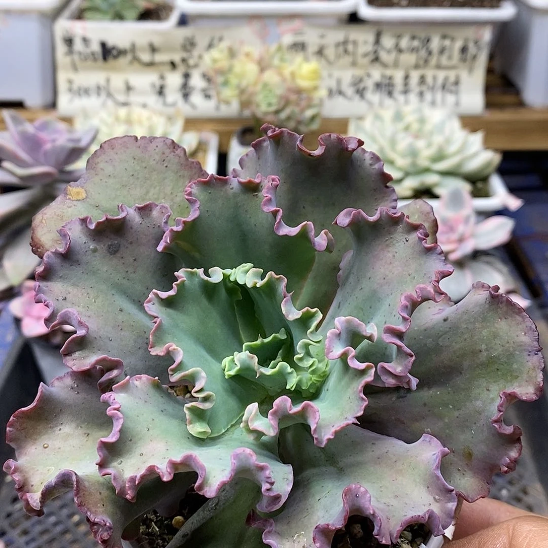 1883 女王花笠多肉