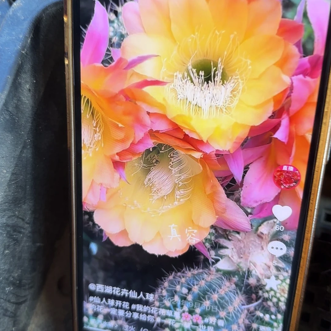 真容彩侧牙20包邮仙人球34