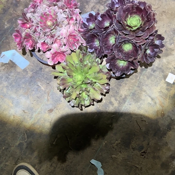 *****不包侧枝一物一拍105