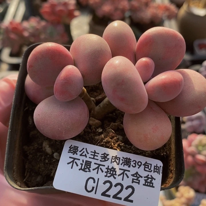腰子桃蛋6cm222多肉植物