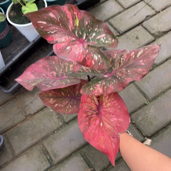 泰国彩叶芋01-0804