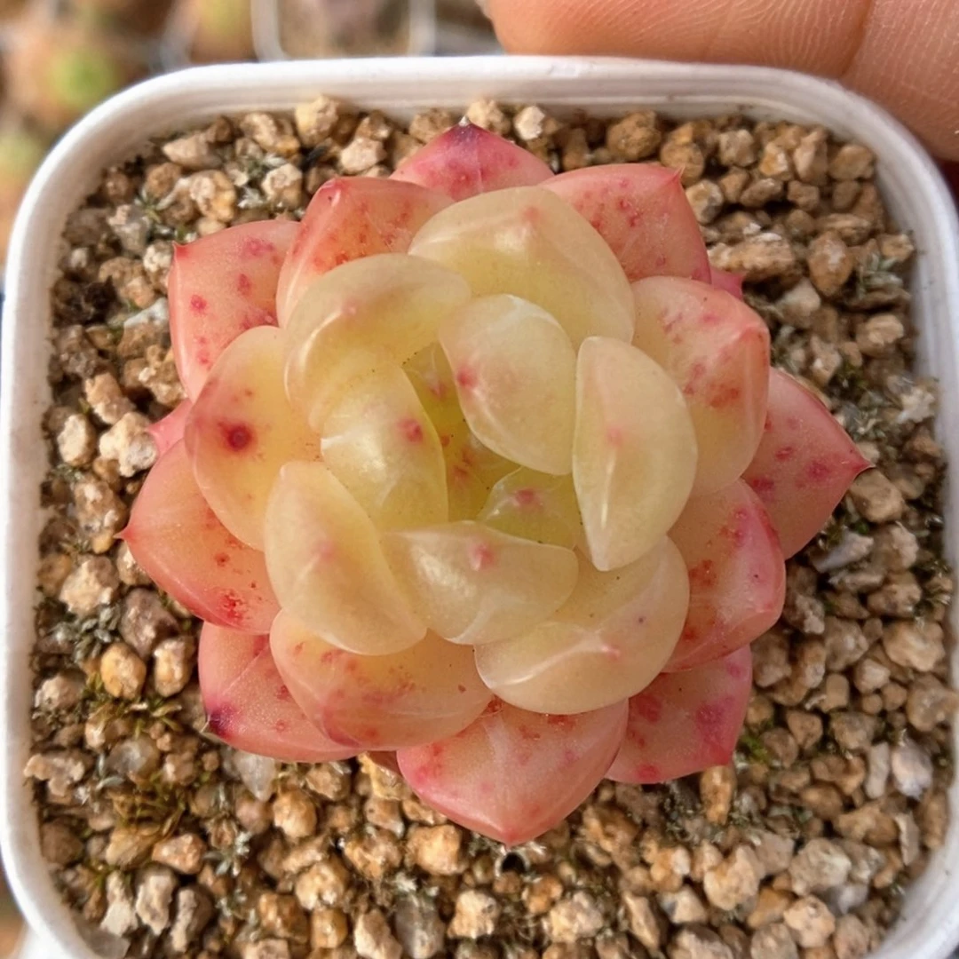 油透珍妮可拍439号。