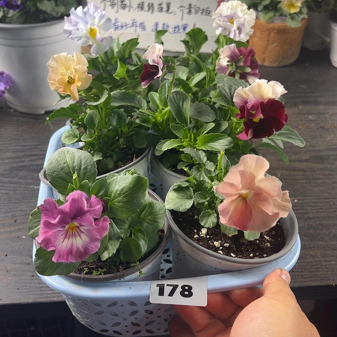 大部分花苞少量开放178号