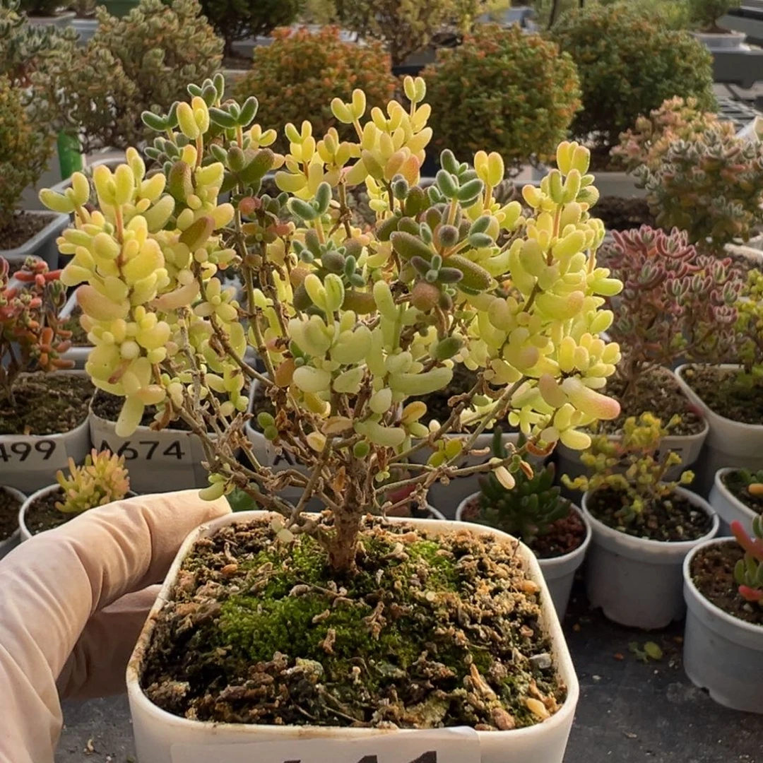 a641米粒阴阳拉丝锦