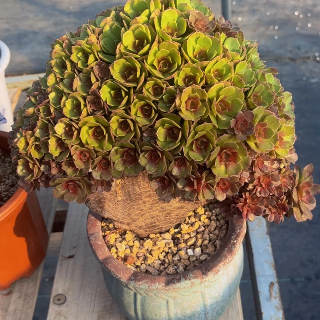 板子薄瑕疵066法师万圣节